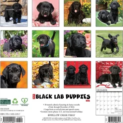 Willow Creek 2025 Just Black Lab Puppies 2025 Wall Calendar 12" x 12" (41857) New
