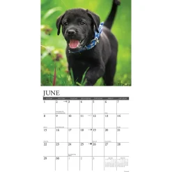 Willow Creek 2025 Just Black Lab Puppies 2025 Wall Calendar 12