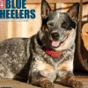 Willow Creek 2025 Just Blue Heelers 12" x 12" Monthly Wall Calendar, Multicolor (41888) Discount