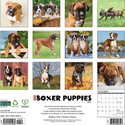 Willow Creek 2025 Just Boxer Puppies 12" x 12" Monthly Wall Calendar, Multicolor (41932) New