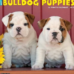 Willow Creek 2025 Just Bulldog Puppies 12" x 12" Monthly Wall Calendar, Multicolor (42021) Online