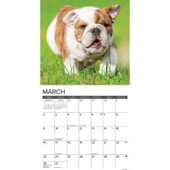 Willow Creek 2025 Just Bulldog Puppies 12