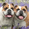 Willow Creek 2025 Just Bulldogs 12" x 12" Monthly Wall Calendar (42038) Outlet