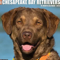 Willow Creek 2025 Just Chesapeake Bay Retrievers 12" x 12" Monthly Wall Calendar (42281) Online