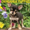 Willow Creek 2025 Just Chihuahua Puppies 12" x 12" Monthly Wall Calendar (42304) Online