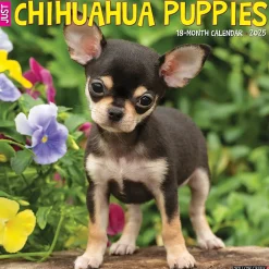 Willow Creek 2025 Just Chihuahua Puppies 12" x 12" Monthly Wall Calendar (42304) Online