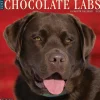 Willow Creek 2025 Just Chocolate Labs 12" x 12" Monthly Wall Calendar (42359) New