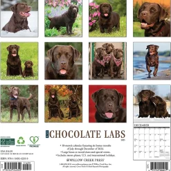 Willow Creek 2025 Just Chocolate Labs 12" x 12" Monthly Wall Calendar (42359) New
