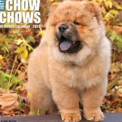 Willow Creek 2025 Just Chow Chows 12" x 12" Monthly Wall Calendar (42380) Outlet