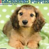 Willow Creek 2025 Just Dachshund Puppies 12" x 12" Monthly Wall Calendar (42649) Hot