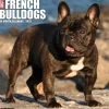 Willow Creek 2025 Just French Bulldogs 12" x 12" Monthly Wall Calendar (42953) Discount