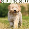 Willow Creek 2025 Just Goldendoodles 12" x 12" Monthly Wall Calendar (43127) Discount