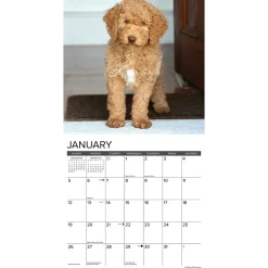 Willow Creek 2025 Just Goldendoodles 12