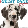 Willow Creek 2025 Just Great Dane Puppies 12" x 12" Monthly Wall Calendar (43189) New