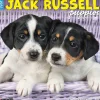 Willow Creek 2025 Just Jack Russell Puppies 12" x 12" Monthly Wall Calendar (43547) Sale