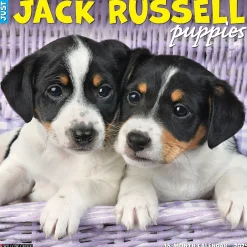 Willow Creek 2025 Just Jack Russell Puppies 12" x 12" Monthly Wall Calendar (43547) Sale