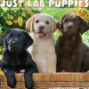 Willow Creek 2025 Just Lab Puppies 12" x 12" Monthly Wall Calendar (43653) Clearance