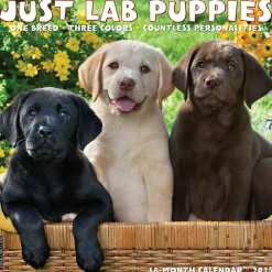 Willow Creek 2025 Just Lab Puppies 12" x 12" Monthly Wall Calendar (43653) Clearance