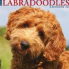 Willow Creek 2025 Just Labradoodles 12" x 12" Monthly Wall Calendar (43660)