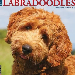 Willow Creek 2025 Just Labradoodles 12" x 12" Monthly Wall Calendar (43660)
