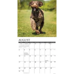 Willow Creek 2025 Just Labradoodles 12