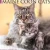 Willow Creek 2025 Just Maine Coon Cats 12" x 12" Monthly Wall Calendar (43813) Clearance