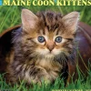 Willow Creek 2025 Just Maine Coon Kittens 12" x 12" Monthly Wall Calendar (43820)