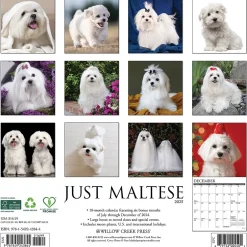 Willow Creek 2025 Just Maltese 12" x 12" Monthly Wall Calendar (43844) Sale