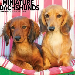 Willow Creek 2025 Just Miniature Dachshunds 12" x 12" Monthly Wall Calendar (43912) New