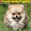 Willow Creek 2025 Just Pomeranian Puppies 12" x 12" Monthly Wall Calendar (44490) Clearance