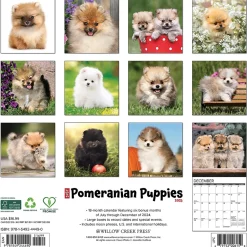 Willow Creek 2025 Just Pomeranian Puppies 12" x 12" Monthly Wall Calendar (44490) Clearance