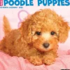 Willow Creek 2025 Just Poodle Puppies 12" x 12" Monthly Wall Calendar (44513) Hot