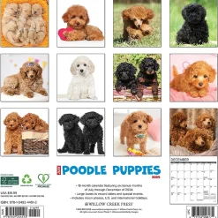 Willow Creek 2025 Just Poodle Puppies 12" x 12" Monthly Wall Calendar (44513) Hot
