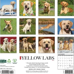 Willow Creek 2025 Just Yellow Labs 12" x 12" Monthly Wall Calendar (45534) Outlet