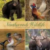 Willow Creek 2025 Northwoods Wildlife 12" x 12" Monthly Wall Calendar (44230) Sale