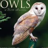 Willow Creek 2025 Owls 12" x 12" Monthly Wall Calendar (44315)