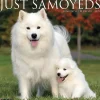 Willow Creek 2025 Press Just Samoyeds 2025 Wall Calendar 12" x 12" (44735) New