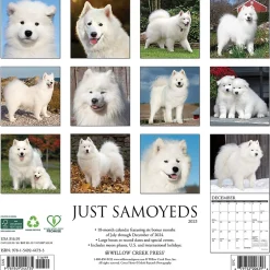 Willow Creek 2025 Press Just Samoyeds 2025 Wall Calendar 12" x 12" (44735) New
