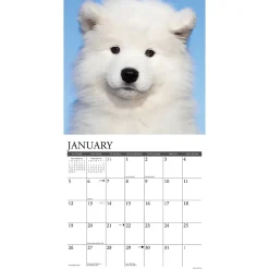 Willow Creek 2025 Press Just Samoyeds 2025 Wall Calendar 12
