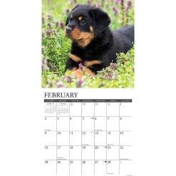 Willow Creek 2025 Press Just Rottweiler Puppies 2025 Wall Calendar 12