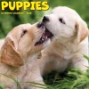 Willow Creek 2025 Puppies 7" x 7" Yearly Wall Calendar (45862) Hot