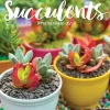 Willow Creek 2025 Succulents 12" x 12" Monthly Wall Calendar (45022)