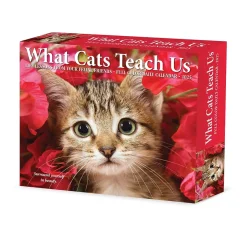 Willow Creek 2025 What Cats Teach Us 6" x 5.5" Day-to-Day Calendar (41109) Online