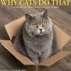Willow Creek 2025 Why Cats Do That 12" x 12" Monthly Wall Calendar (45435) Sale