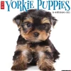 Willow Creek 2025 Yorkie Puppies 12" x 12" Monthly Wall Calendar (45541)