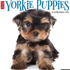 Willow Creek 2025 Yorkie Puppies 12" x 12" Monthly Wall Calendar (45541)
