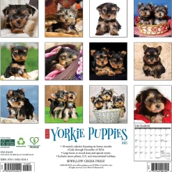 Willow Creek 2025 Yorkie Puppies 12" x 12" Monthly Wall Calendar (45541)