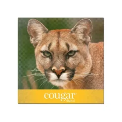Outlet Cougar Digital 80 lb. Cover Paper, 11" x 17", White, 250 Sheets/Pack (2868) Card Stock