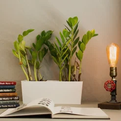 Light Bulbs<Newhouse Lighting ST64 Vintage Incandescent Bulb, 60W, 6-Pack (ST64INC-6)