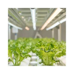 Light Bulbs<Viribright 11-Watt Full-Spectrum LED Leaf Grow Light Bulb (290108)